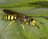 Philanthus  Beewolf Wasp