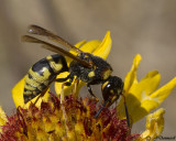 Euodynerus  Potter Wasp