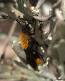 Velvet Ant  Dasymutilla