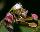 Synanthendon bibionipennis Clearwing Moth