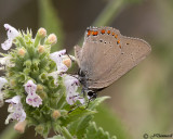 Coral Hairstreak  Satyrium titus