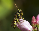 Nomada  Cuckoo Bee