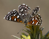 Apodemia mormo  Mormon Metalmark