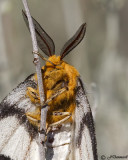 Hemileuca hera  Sheep Moth