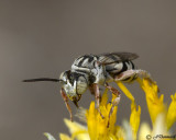 Triepeolus Bee