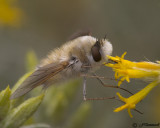 Bee Fly  Anastoechus