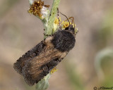 Euxoa albipennis moth