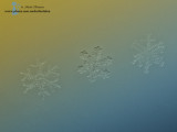 flocon de neiges  IMG_5392-1024.jpg