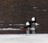 Buffleheads