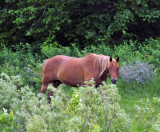 Chestnut