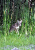 Sitting Coyote