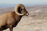 Bighorn Sheep