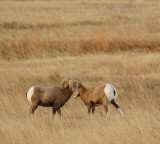 Two Rams