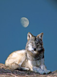 #6 Grey Wolf Moon