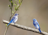Bluebirds at Custer