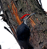 Peliated Woodpecker