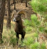 2007_Oct Bighorns 338.JPG