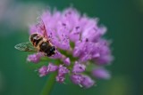 A Bee On Wild Garlic