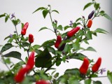 My Homegrown Red Hot Chili Peppers