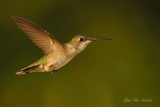 colibris