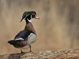 _DSC0160 copie.jpg