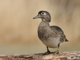 _DSC0464 copie.jpg