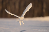 _DSC1226 copie.jpg