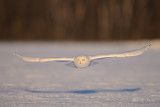 _DSC1235 copie.jpg