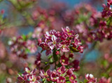 Flowering Crabapple