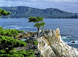 The Lone Cypress