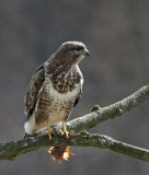 Common Buzzard, adult