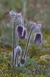 Fltsippa, (Pulsatilla pratensis)