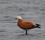 Ruddy Shelduck, male