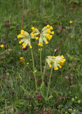 Gullviva, (Primula veris)