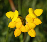 Kringtand, (Lotus corniculatus)