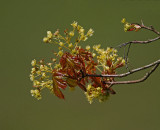 Lnn, (Acer platanoides)
