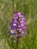 Johannesnycklar, (Orchis militaris)