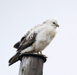 Common Buzzard, pale morf, (Brringevrk)