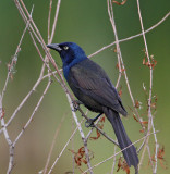 Common Grackle