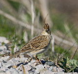 Eurasian Skylark