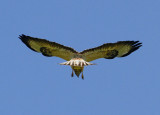 Common Buzzard, Brringevrk, hoovering
