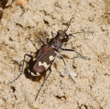 Brun sandjgare, (Cicindela hybrida)