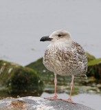 Great Black-backed Gull, juv.