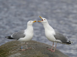 Herring Gulls, couple 