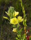 Nattljus, (Oenothera biennis) 