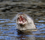 European Otter, nice teeth
