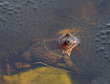 Common Frog, Vanlig groda, i lekplen