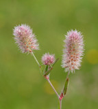 Harklver, (Trifolium arvense)