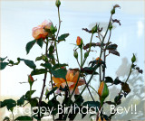 roses for bev.jpg