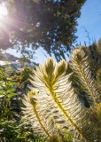 7 June 2013 - reach for the sun